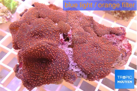 Discooma red 7-11 cm WYSIWYG acclimaté