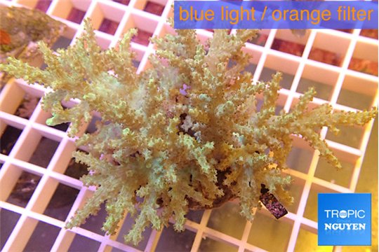 Sinularia greeny long finger 6-12 cm WYSIWYG acclimaté