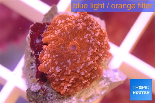 Discosoma red 1 polyp WYSIWYG acclimaté