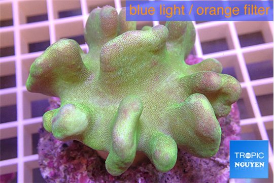 Lobophytum greeny 7-12 cm WYSIWYG acclimaté