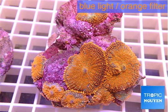 Rhodactis red blue superman 7-12 cm WYSIWYG acclimaté