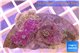 Ricordea yuma green purple 2 polyps WYSIWYG acclimaté