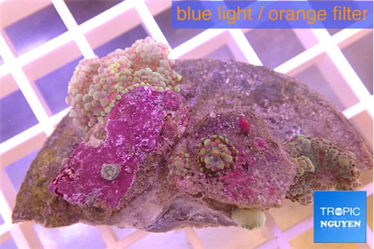 Ricordea yuma green purple 2 polyps WYSIWYG acclimaté