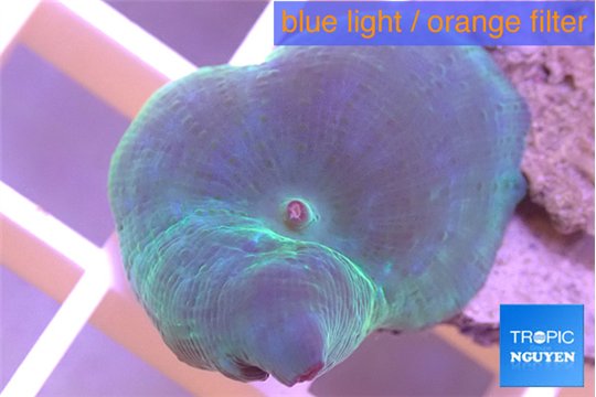 Discosoma deep blue avatar 1 polyp WYSIWYG acclimaté