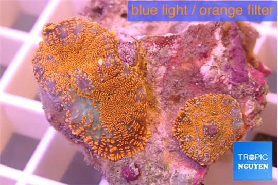 Rhodactis red blue superman 2 polyps WYSIWYG acclimaté