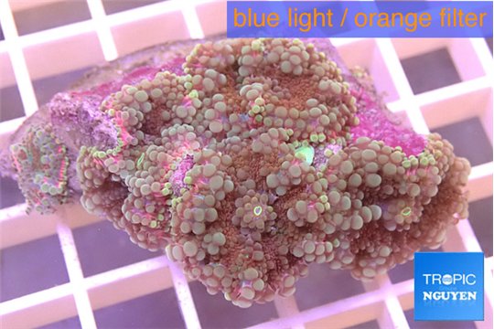 Ricordea yuma green purple 4-6 cm WYSIWYG acclimaté