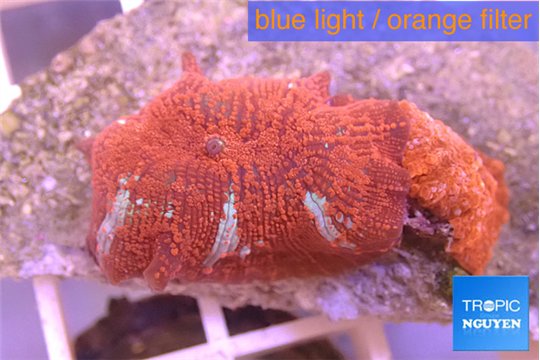 Discosoma red flame 2 polyps WYSIWYG acclimaté