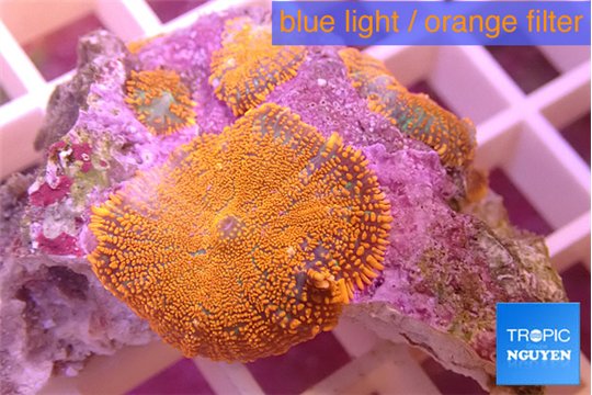 Rhodactis red blue superman 2-3 polyps WYSIWYG acclimaté