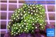 Pachyclavularia neon green 5-6 cm WYSIWYG acclimaté
