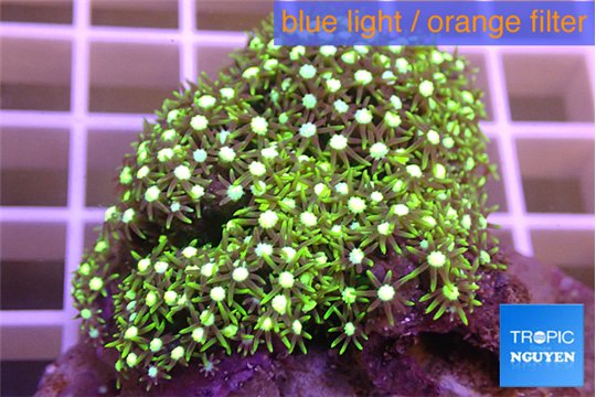 Pachyclavularia neon green 5-6 cm WYSIWYG acclimaté