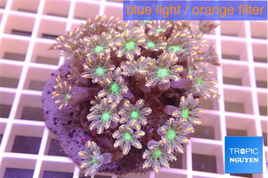 Clavularia papaya orange green 7-10 cm WYSIWYG acclimaté