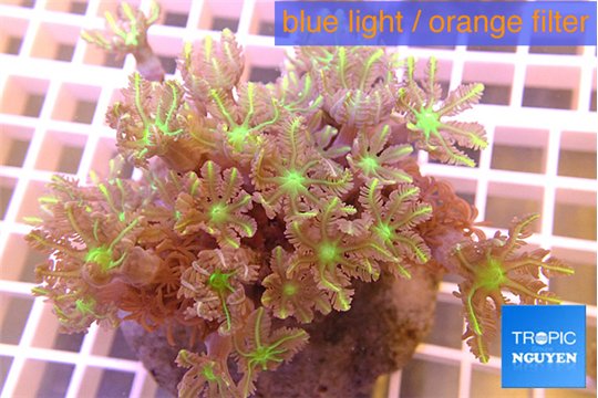 Clavularia papaya orange green 7-10 cm WYSIWYG acclimaté