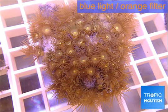 Parazoanthus gracilis yellow 4-6 cm WYSIWYG acclimaté