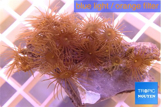 Parazoanthus gracilis yellow 3-4 cm WYSIWYG acclimaté