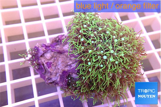 Pachyclavularia neon green 5-6 cm WYSIWYG acclimaté