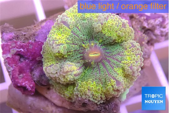 Ricordea yuma golden purple 3-6 cm WYSIWYG acclimaté