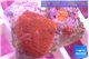 Discosoma red 1 polyp WYSIWYG acclimaté