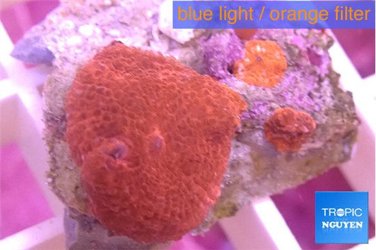 Discosoma red 1 polyp WYSIWYG acclimaté