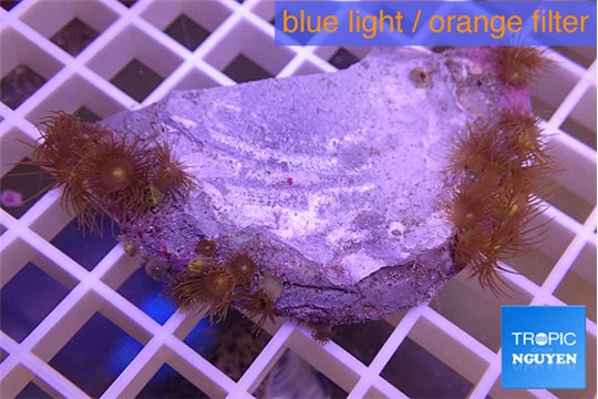 Parazoanthus gracilis yellow 3-5 cm WYSIWYG acclimaté