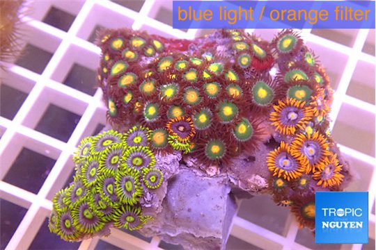 Zoanthus garden 5-7 cm WYSIWYG acclimaté