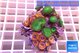 Zoanthus red + Palythoa neon green 5-7 cm WYSIWYG acclimaté