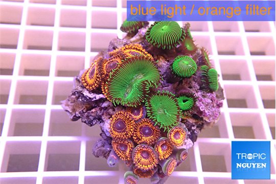 Zoanthus red + Palythoa neon green 5-7 cm WYSIWYG acclimaté