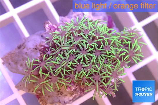 Pachyclavularia pink neon green 3-4 cm WYSIWYG acclimaté