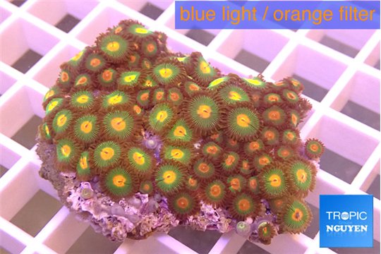 Zoanthus mixed color 4-5 cm WYSIWYG acclimaté