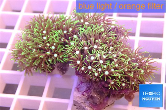 Pachyclavularia neon green 5-6 cm WYSIWYG acclimaté