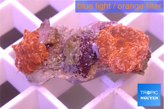 Discosoma red 2 polyps WYSIWYG acclimaté