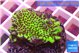 Montipora green & purple polyps 3-4 cm WYSIWYG acclimaté
