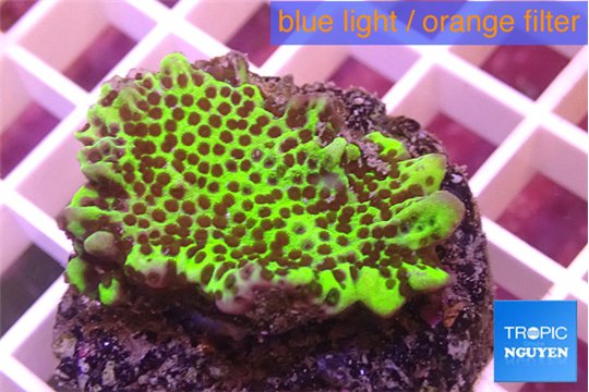 Montipora green & purple polyps 3-4 cm WYSIWYG acclimaté