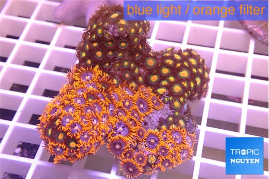 Zoanthus garden 7-12 cm WYSIWYG acclimaté