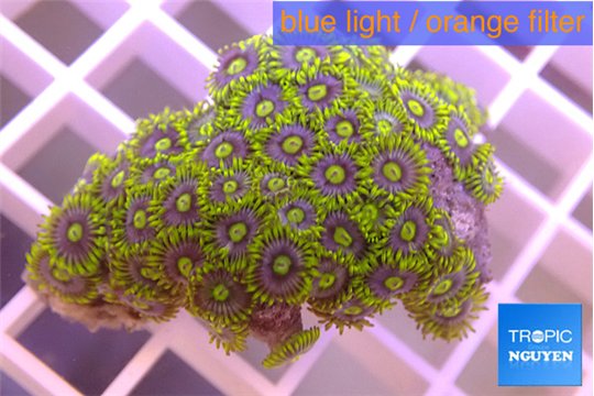 Zoanthus blue magician 3-4 cm WYSIWYG acclimaté