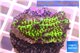 Montipora green & purple polyps 3-4 cm WYSIWYG acclimaté