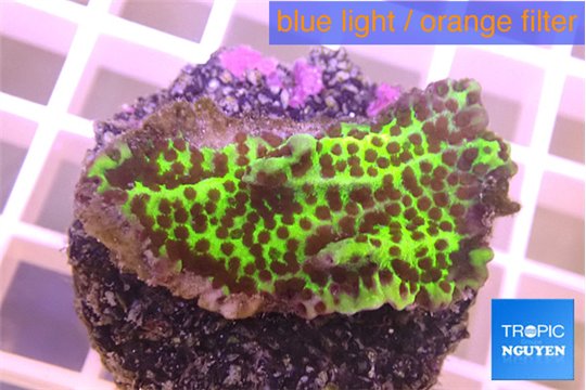 Montipora green & purple polyps 3-4 cm WYSIWYG acclimaté