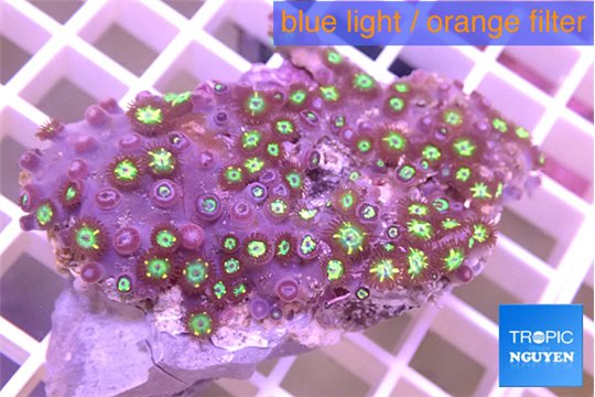 Zoanthus red gold 4-6 cm WYSIWYG acclimaté