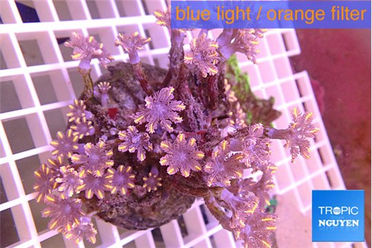 Clavularia papaya orange 8-12 cm WYSIWYG acclimaté