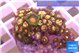 Zoanthus fusion 2-4 cm WYSIWYG acclimaté