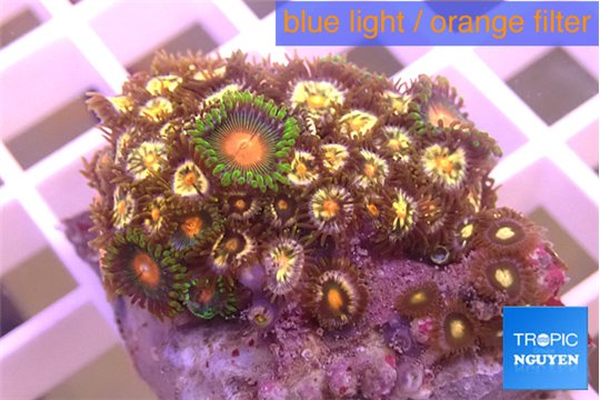 Zoanthus fusion 2-4 cm WYSIWYG acclimaté