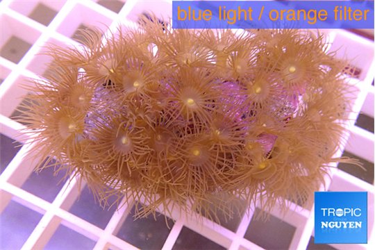 Parazoanthus gracilis yellow 4-6 cm WYSIWYG acclimaté