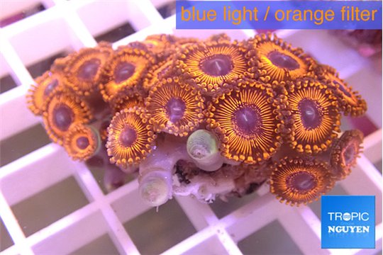 Zoanthus red purple 3-5 cm WYSIWYG acclimaté