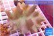 Lobophyton golden polyps 8-12 cm WYSIWYG acclimaté