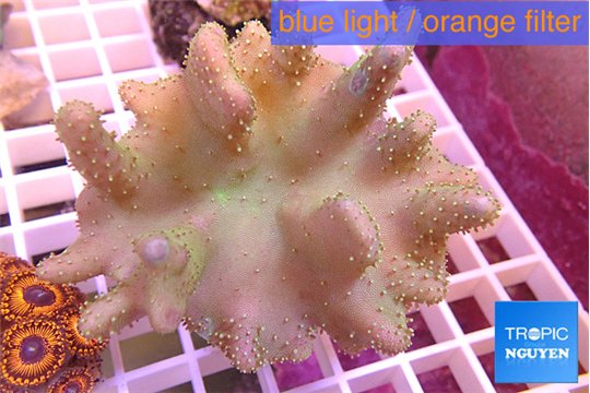 Lobophyton golden polyps 8-12 cm WYSIWYG acclimaté