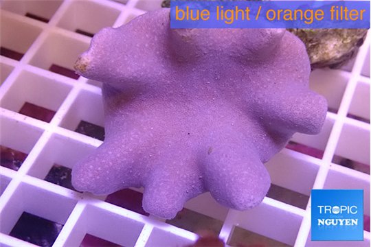 Sarcophyton full neon green polyps Australia 7-12 cm WYSIWYG acclimaté