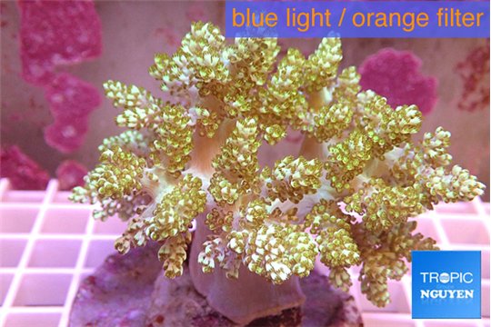 Capnella green 7-14 cm WYSIWYG acclimaté