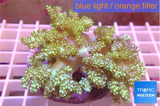 Capnella green 7-14 cm WYSIWYG acclimaté