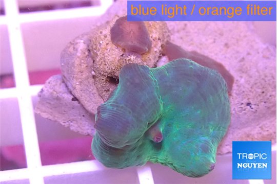 Discosoma deep blue avatar 2-3 polyps WYSIWYG acclimaté