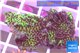 Montipora green & purple polyps 3-4 cm WYSIWYG acclimaté