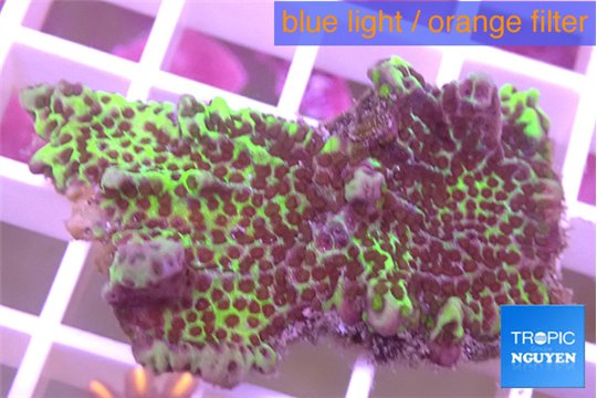 Montipora green & purple polyps 3-4 cm WYSIWYG acclimaté